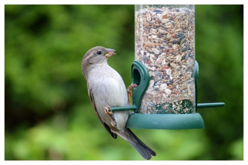 Bird Sparrow House Sparrow Sperling