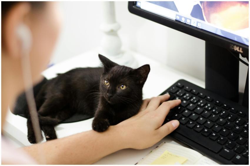A black cat resting on a desk by a computer keyboa