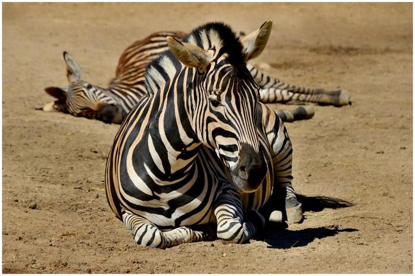Two zebras laying on dry savanna ground, captured