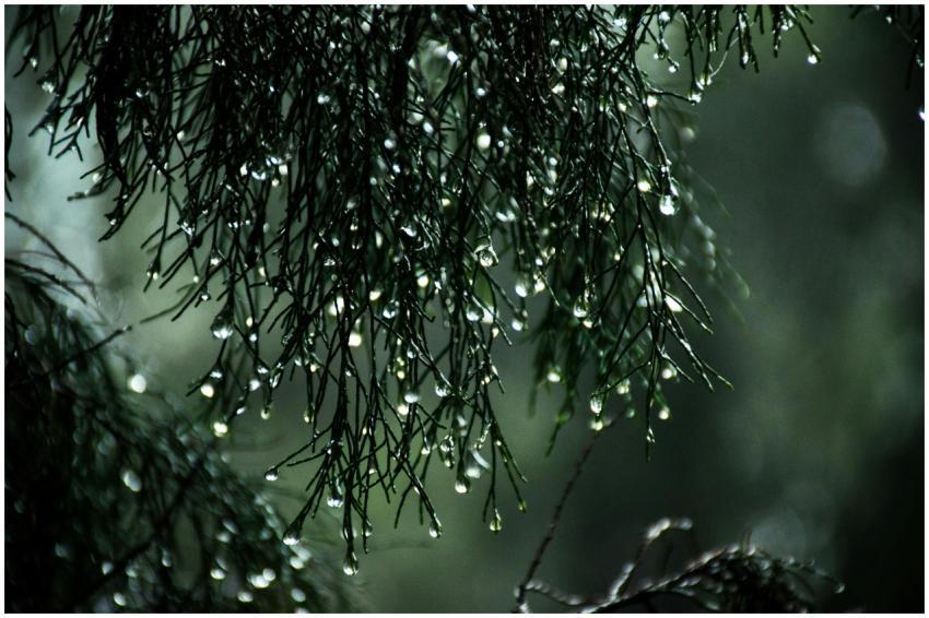 Close-up view of raindrops on pine needles creatin