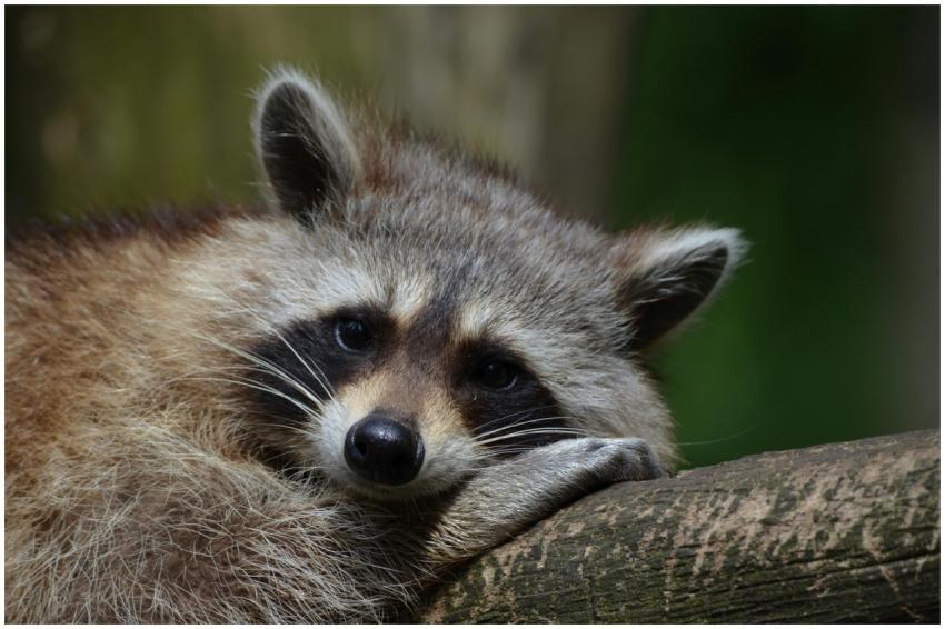 Close-up of a raccoon resting on a tree in natural