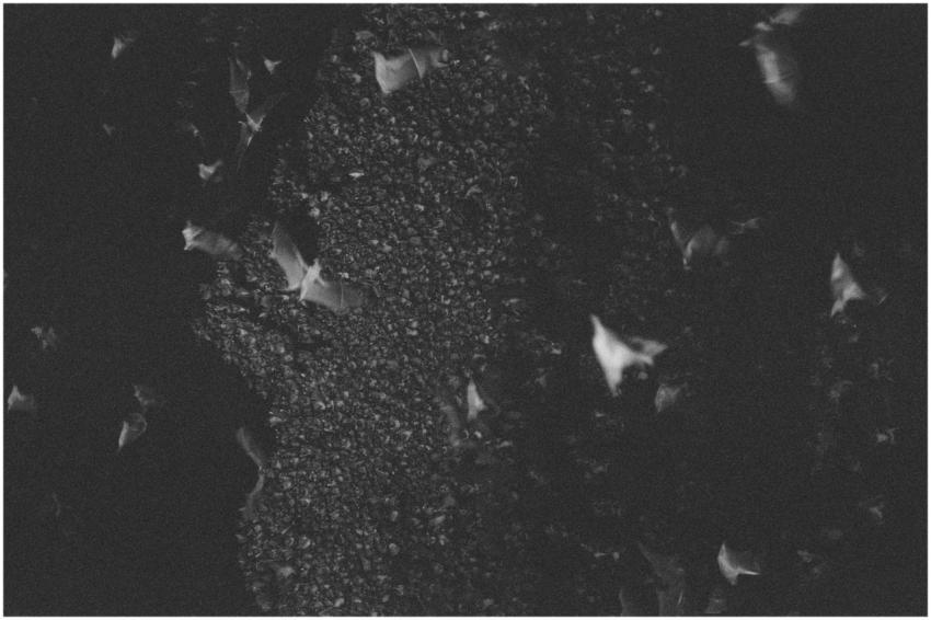 A striking monochrome aerial view of bats flying o