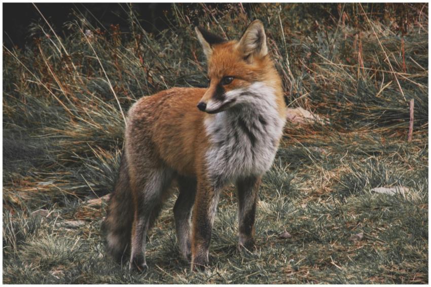 Close-up of a red fox standing in a grassy wildern