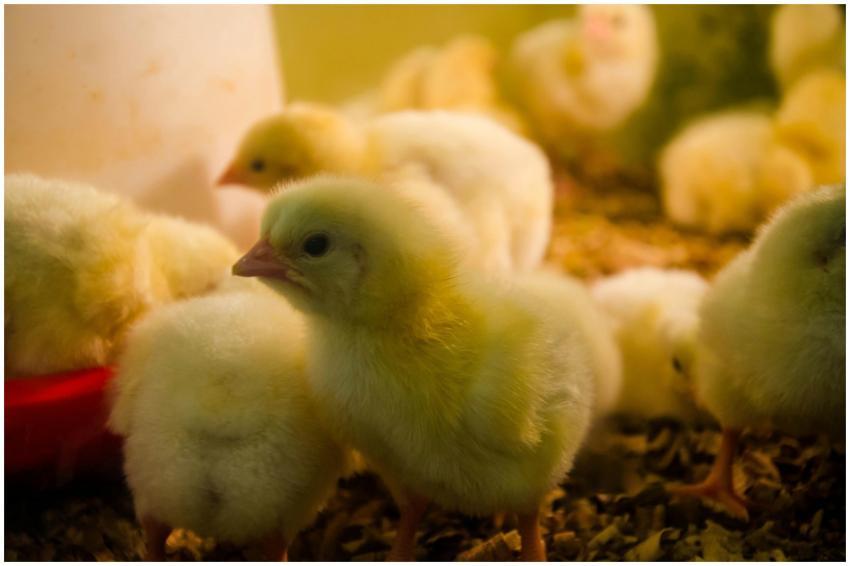 Close-up of cute yellow chicks on a farm, set agai