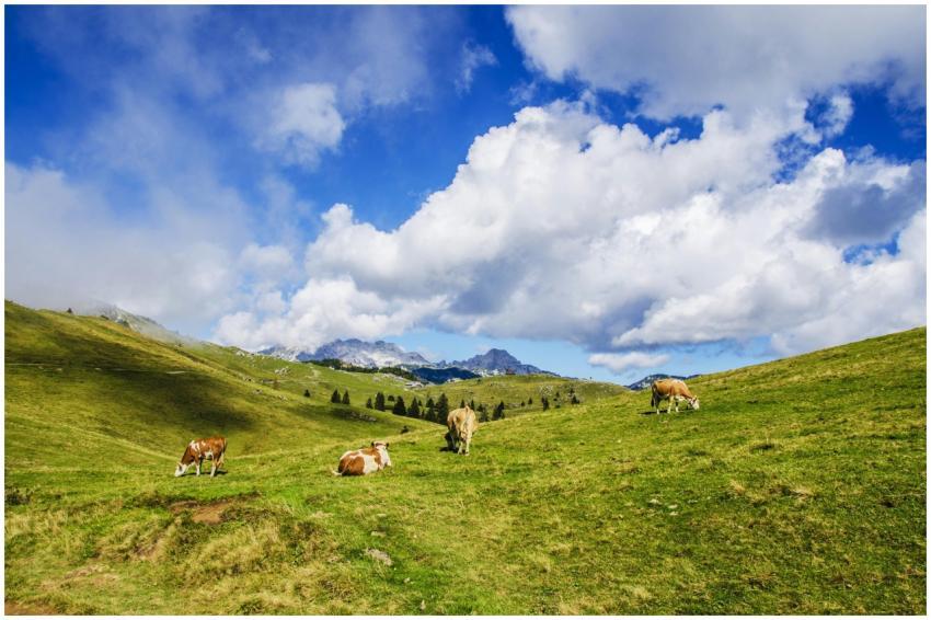 Peaceful alpine meadow with cows grazing under a v