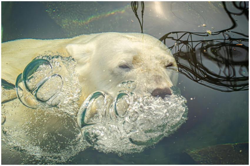A polar bear swims gracefully underwater, exhaling