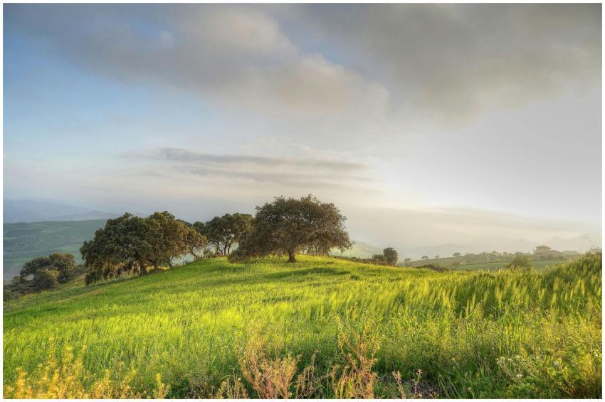 Beautiful rural landscape with trees and green gra