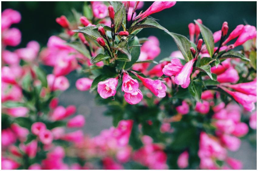 Beautiful close-up of pink blossoms with lush gree