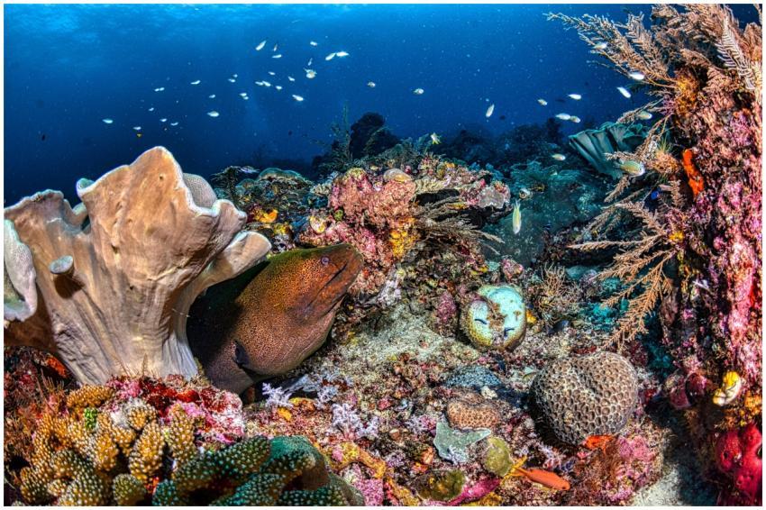 Diverse marine life and colorful coral reef in Wes