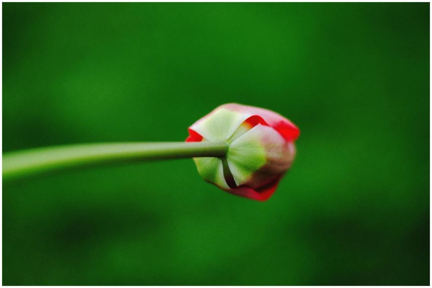A close-up view of a red tulip bud against a vibra