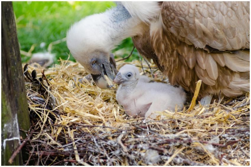 Griffon vulture nurturing its chick at the nest, s
