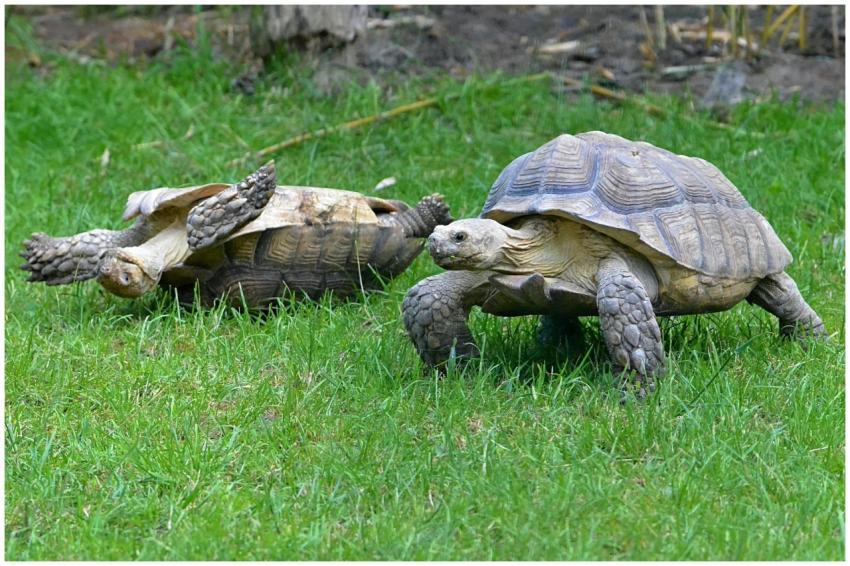 Two tortoises graze on green grass in a serene out