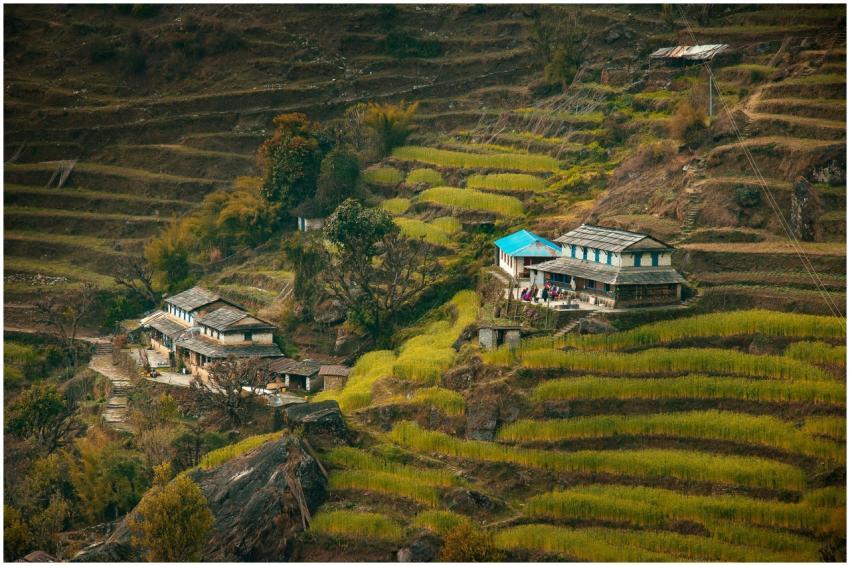 Captivating terraced fields with village houses in