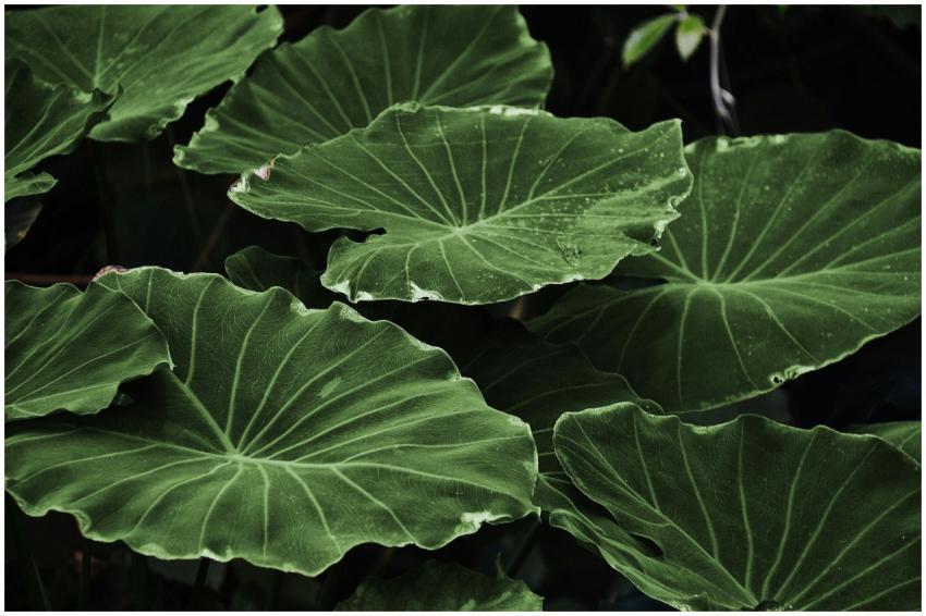 Vibrant green taro leaves in a close-up outdoor ca