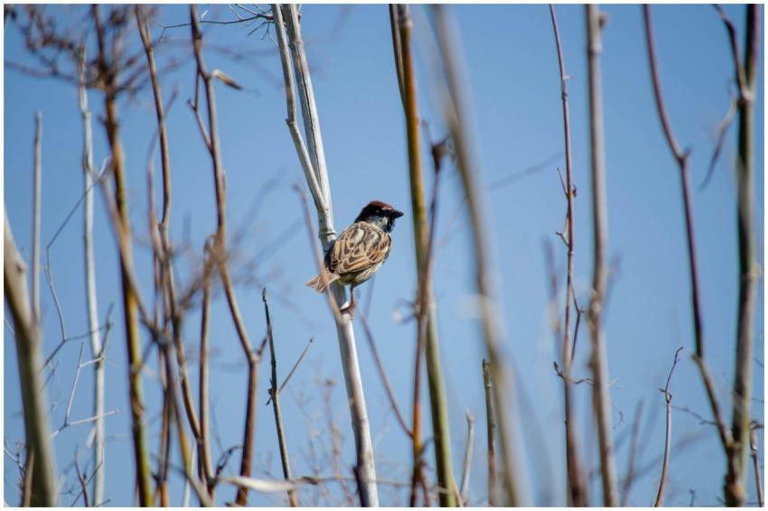 A Spanish sparrow sits delicately among bare twigs