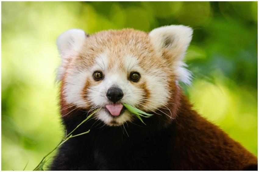 Close-up of a cute red panda chewing bamboo in a l