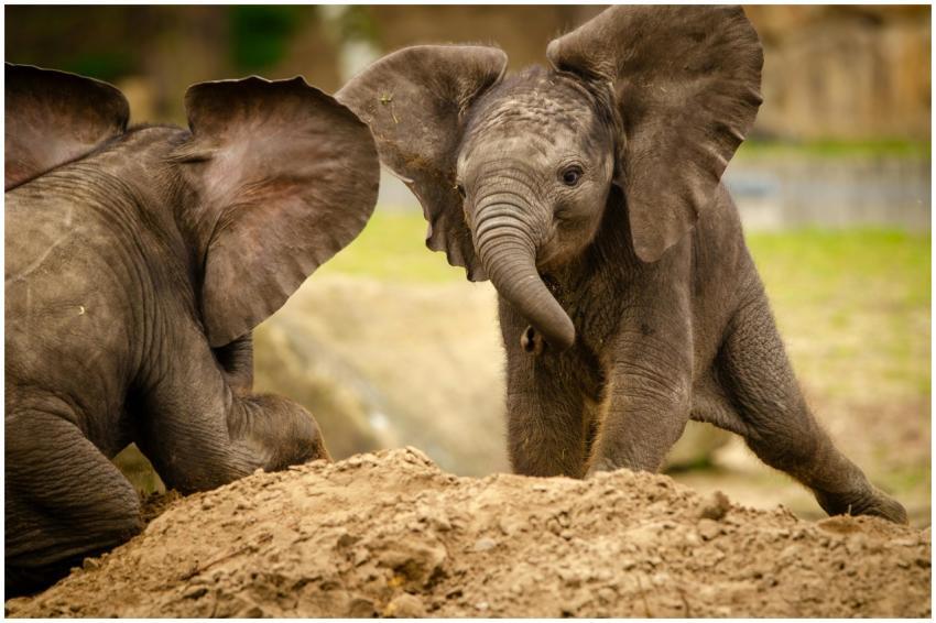 Adorable baby elephants playfully interacting in a