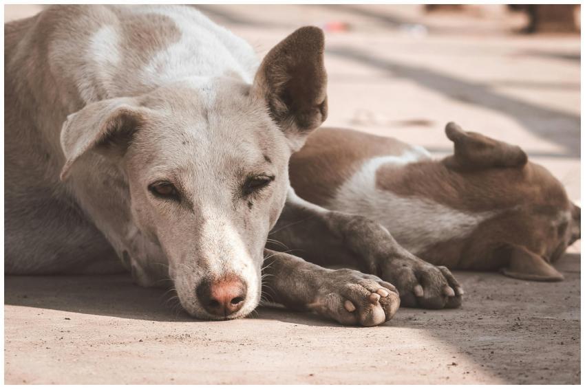 Two street dogs lying peacefully on a warm pavemen