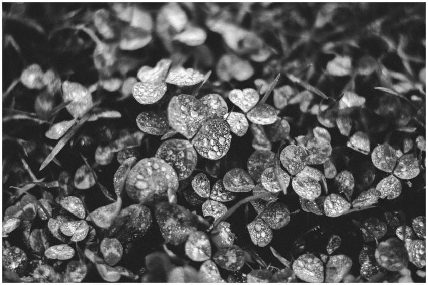Black and white close-up of clovers with dew dropl