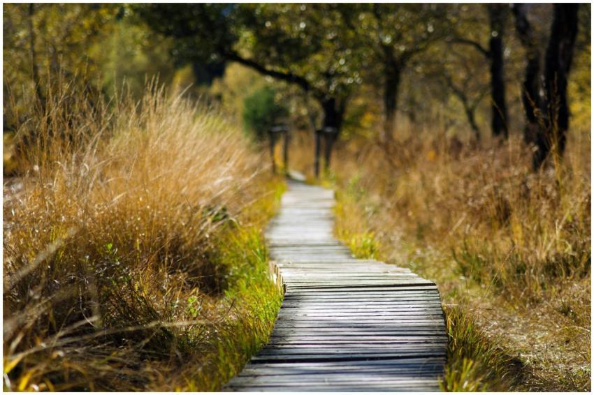 A tranquil wooden pathway meanders through a sunli