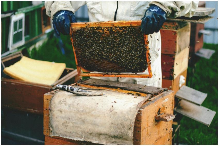 A beekeeper inspects a honeycomb frame filled with