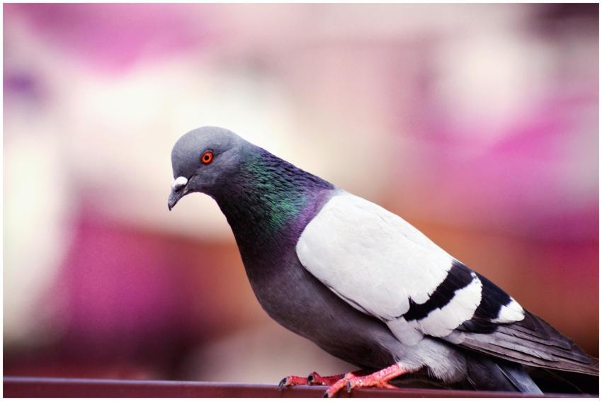 Detailed close-up of a rock pigeon with vibrant pl