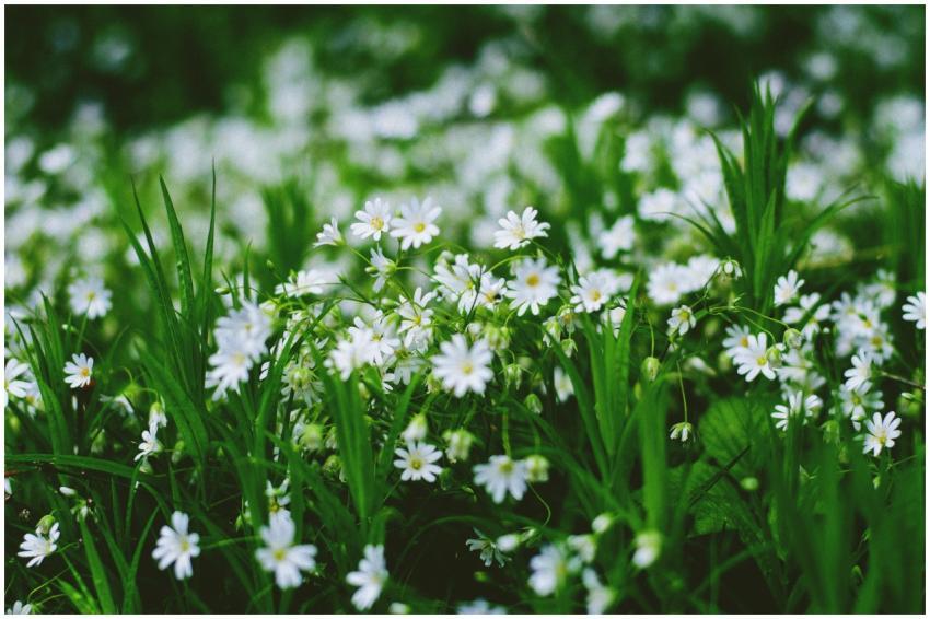 A vibrant display of small white flowers amid lush