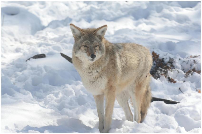 Free stock photo of adult, alertness, calm