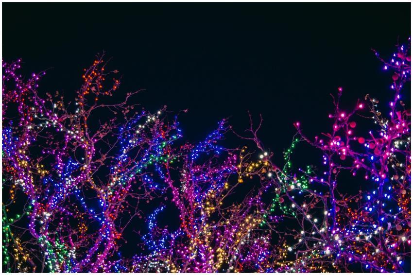Colorful holiday lights illuminating tree branches