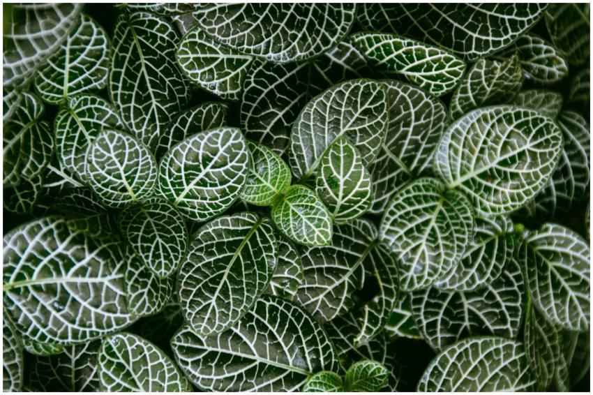 Free stock photo of background green, background g