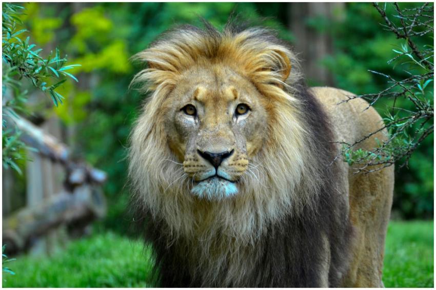 Close-up of a male lion with a majestic mane in a