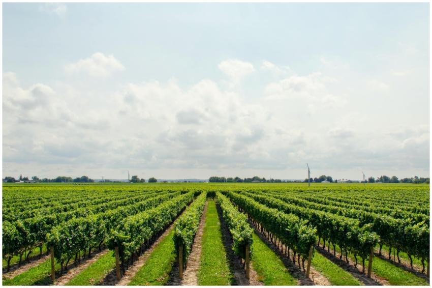 Expansive vineyard stretching under a bright, clou