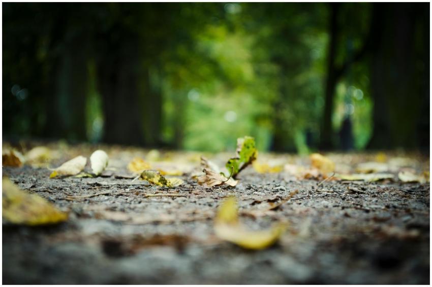 A close-up view of fallen autumn leaves on a tranq