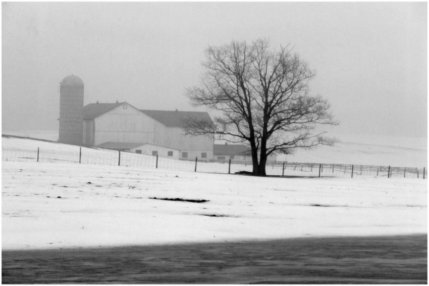 Free stock photo of atmospheric, bare tree, barn
