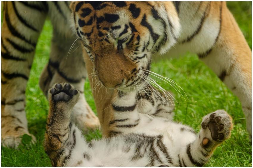 A beautiful moment captured between a mother tiger