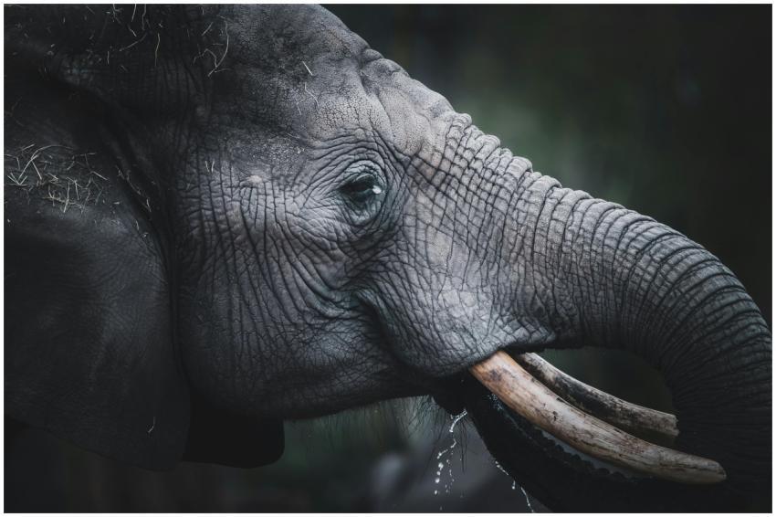 Close-up of an African elephant drinking, showcasi