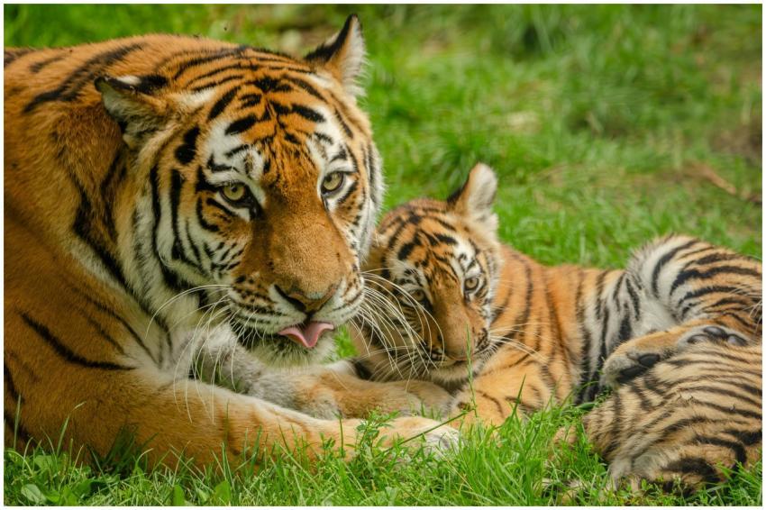 A Bengal tiger and its cub relax together in lush