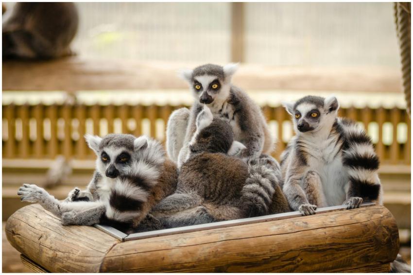 Group of ring-tailed lemurs lounging in their zoo