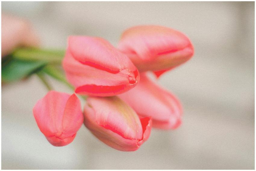 Beautiful close-up shot of pink tulips in bloom, c