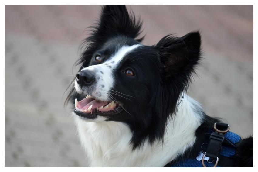Border Collie Dog Domestic Animal Animal