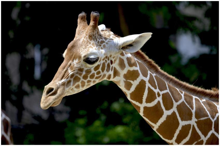 Detailed portrait of a giraffe showing its unique