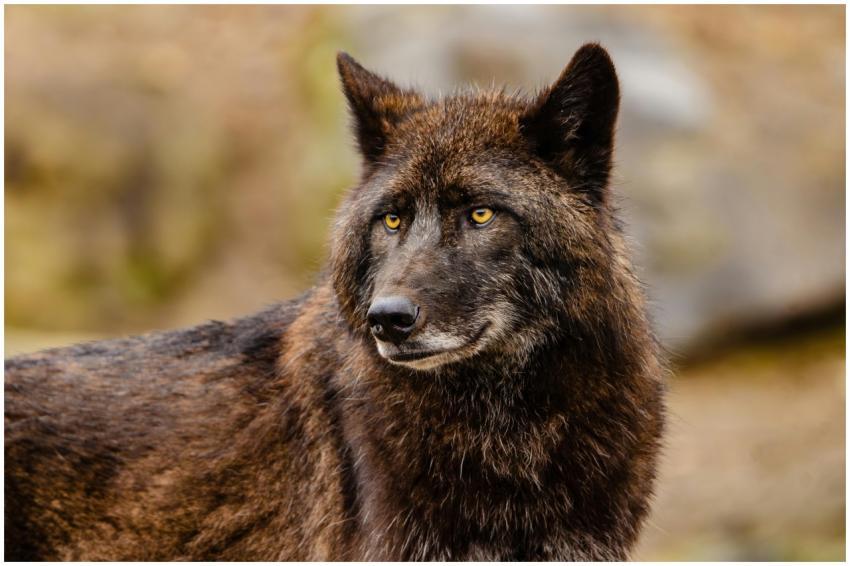 Close-up portrait of a black wolf with intense eye