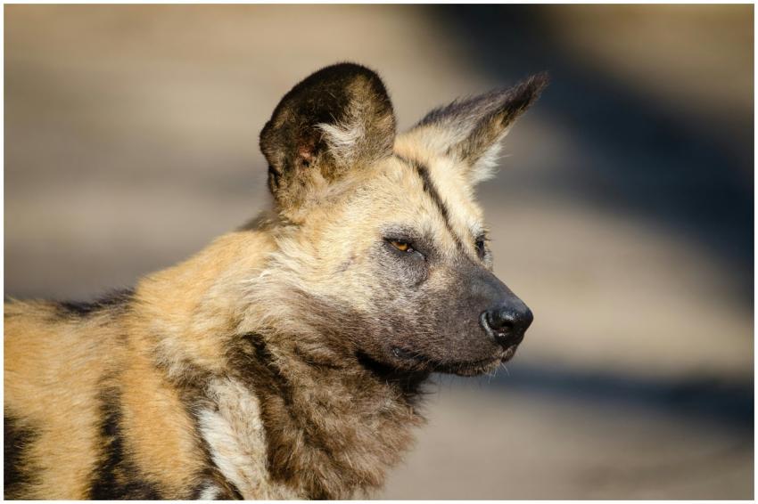 Detailed portrait of an African Wild Dog, also kno
