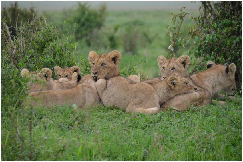 A pride of lion cubs resting on the grass in the v