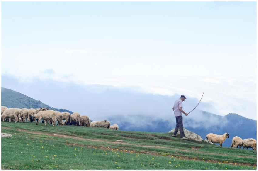 Shepherd guiding flock of sheep in scenic rural la
