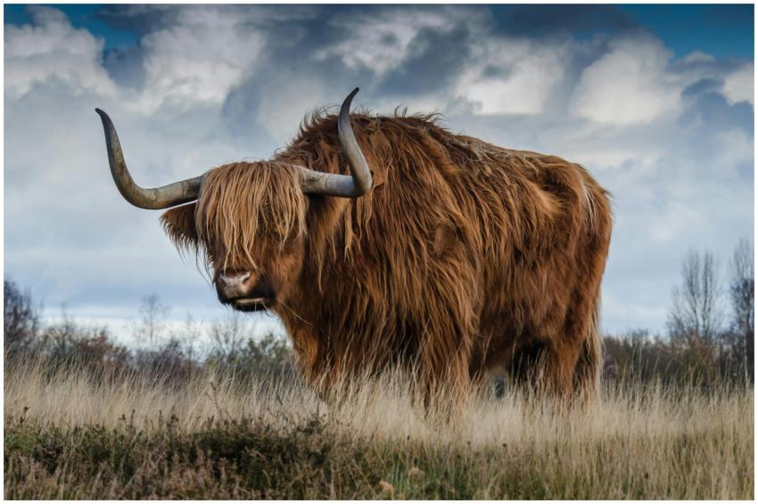 A striking Highland cow with long horns grazing in