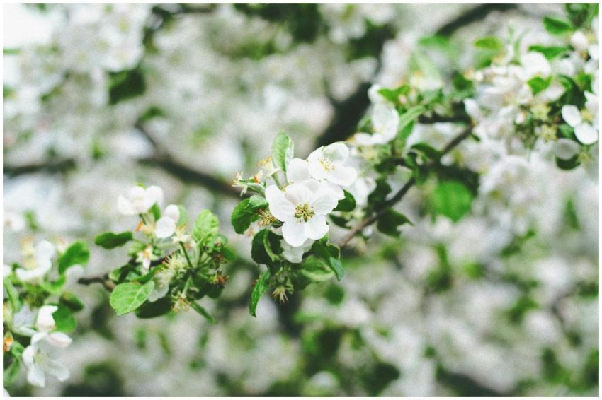 Beautiful white apple blossoms captured in a close