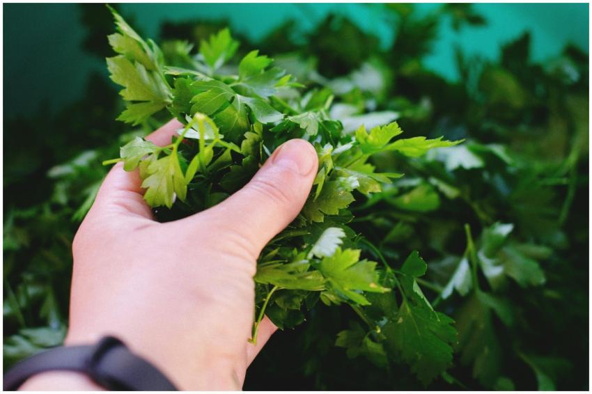 Fresh parsley held in a hand, showcasing vibrant g