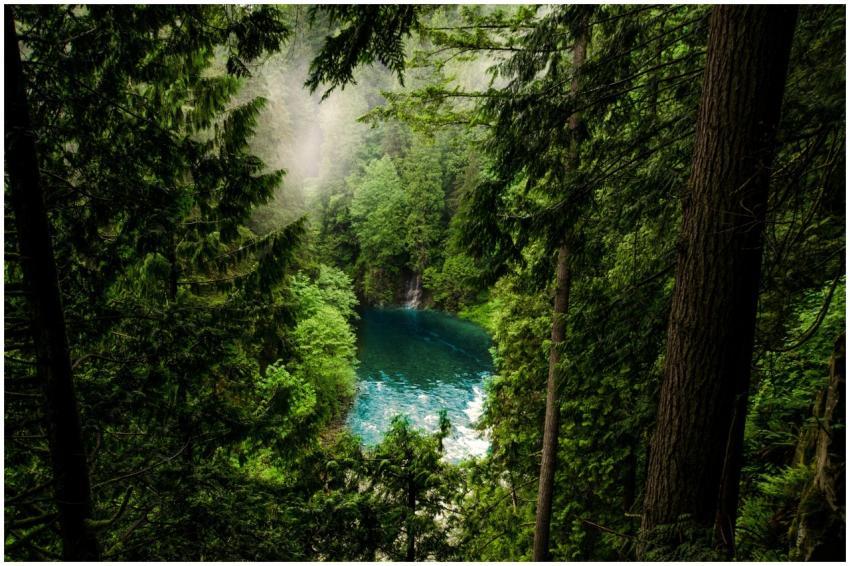 A tranquil forest scene in North Vancouver, showca