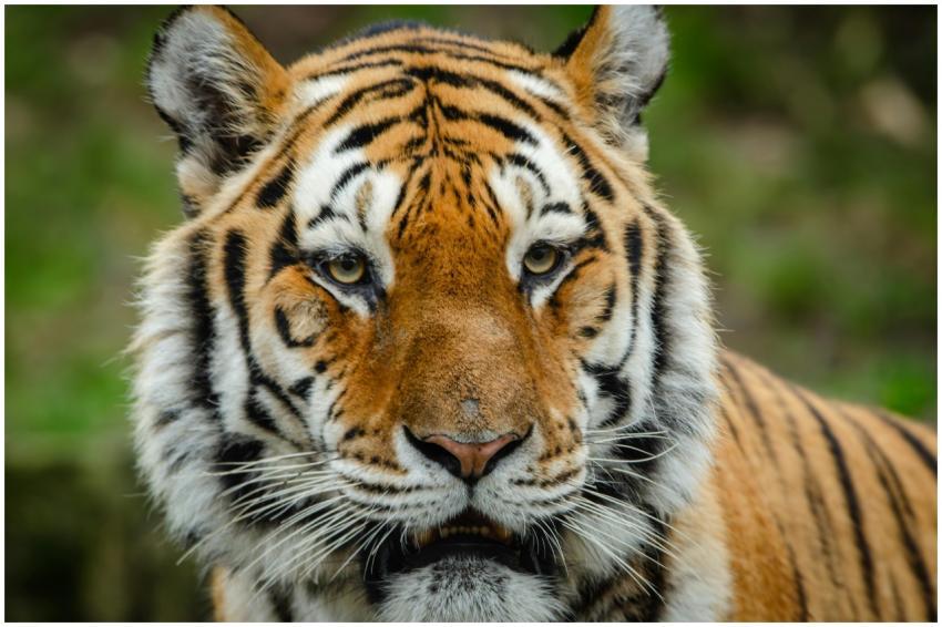 Intense close-up of a Bengal tiger showcasing its